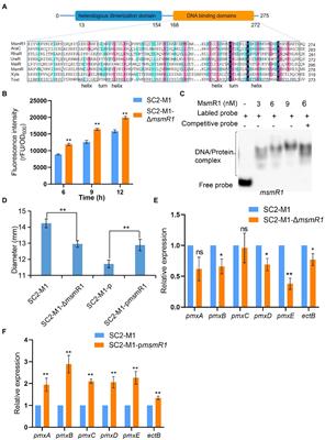 MsmR1, a global transcription factor, regulates polymyxin synthesis and carbohydrate metabolism in Paenibacillus polymyxa SC2